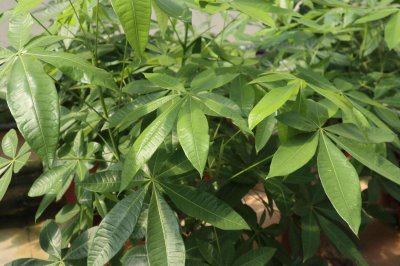 ​招财树和发财树哪个好