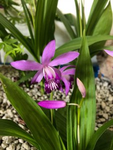 ​白芨种植技术