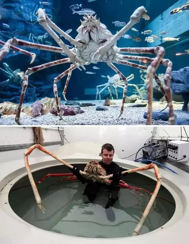 20种很奇异的生物:长得一个比一个怪,有的许多人闻所未闻!