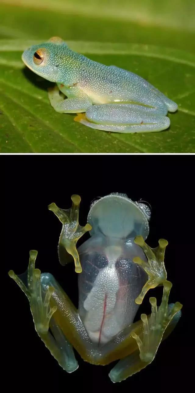 20种很奇异的生物:长得一个比一个怪,有的许多人闻所未闻!