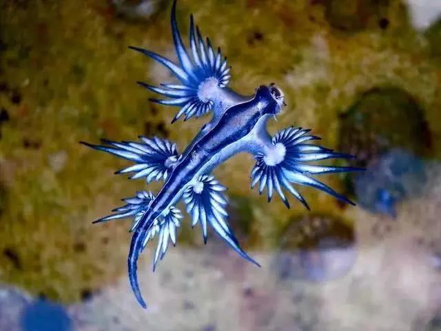 20种很奇异的生物:长得一个比一个怪,有的许多人闻所未闻!