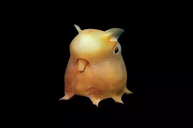 20种很奇异的生物:长得一个比一个怪,有的许多人闻所未闻!