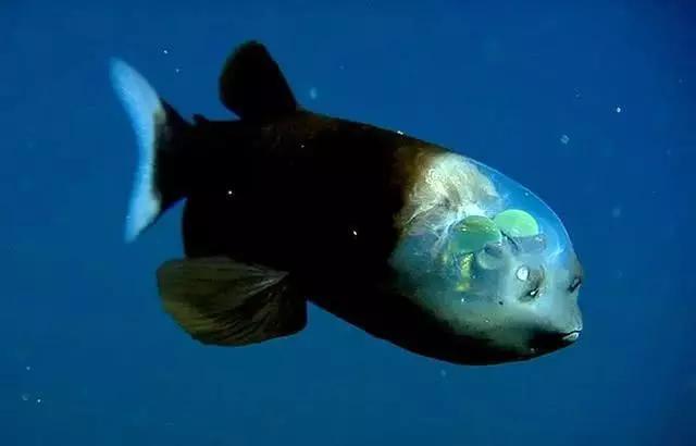 20种很奇异的生物:长得一个比一个怪,有的许多人闻所未闻!