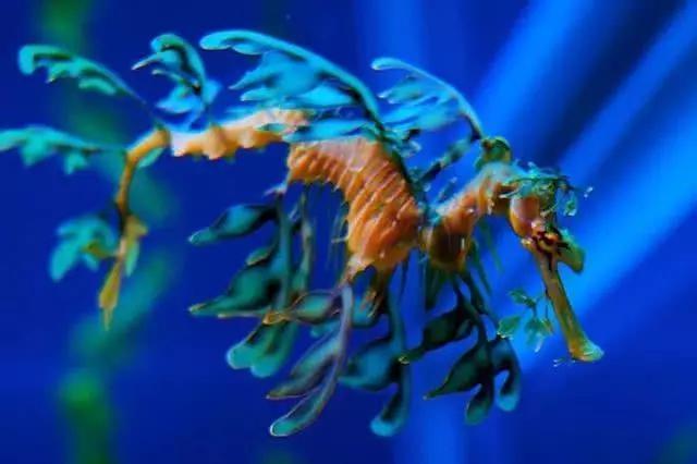 20种很奇异的生物:长得一个比一个怪,有的许多人闻所未闻!