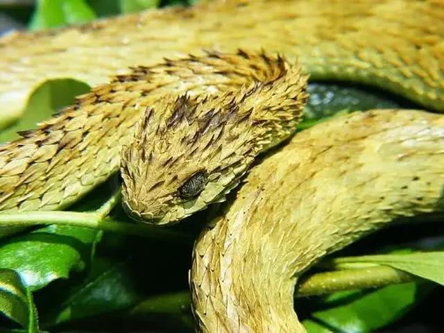20种很奇异的生物:长得一个比一个怪,有的许多人闻所未闻!