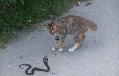​猫为什么不怕蛇？猫的这个优势让它处于不败之地！
