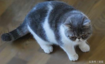 ​宠物猫价格一览表，所有报价都在这了