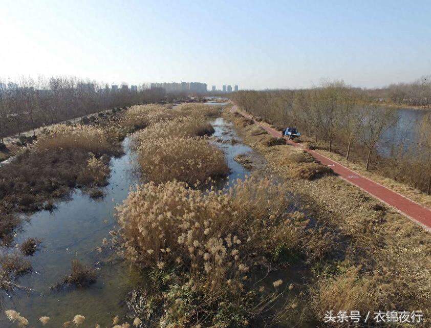 夫妻为了给儿子娶妻买房，泡冰水日割芦苇三千斤