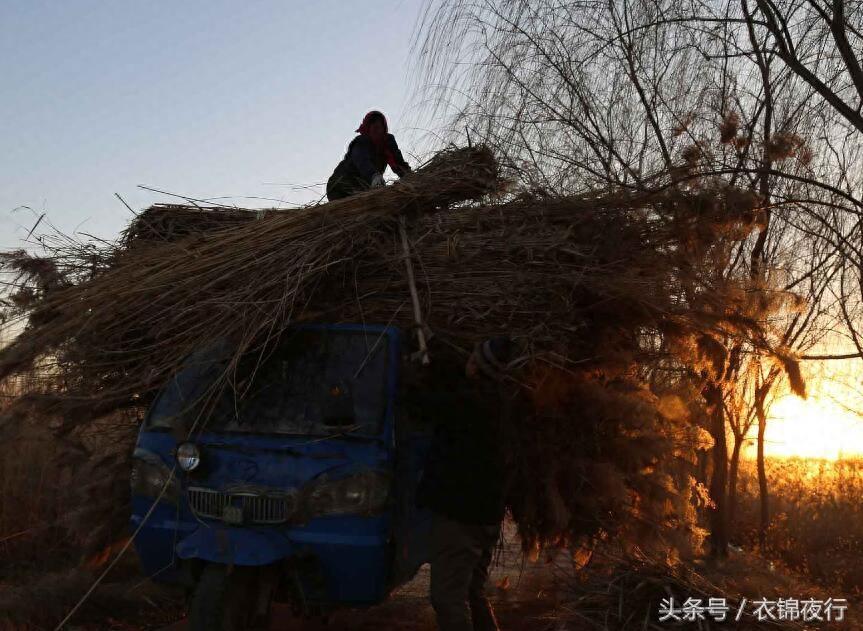 夫妻为了给儿子娶妻买房，泡冰水日割芦苇三千斤