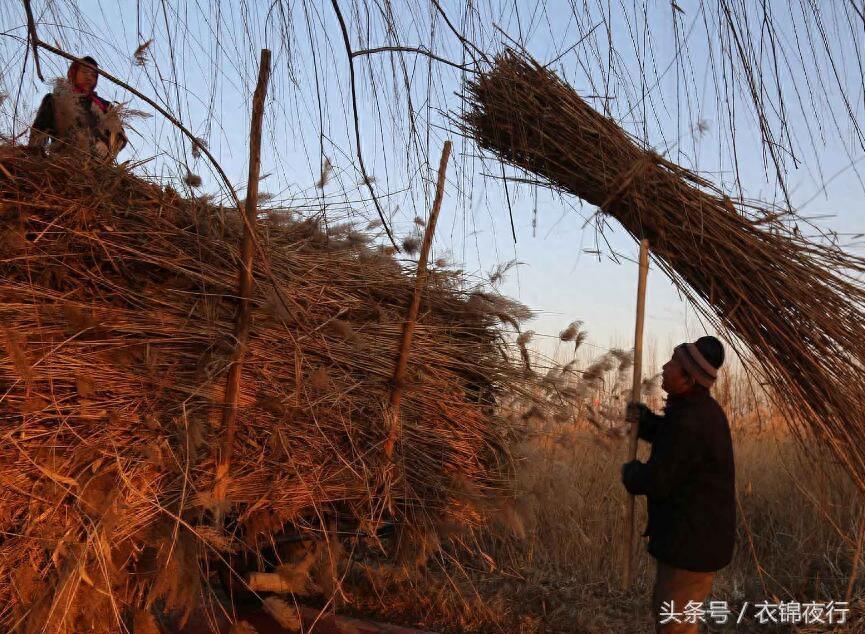 夫妻为了给儿子娶妻买房，泡冰水日割芦苇三千斤