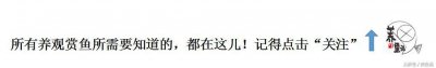 ​下剑尾孔雀鱼，剑尾孔雀鱼里面元老级的品种