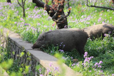 ​江苏官方：全省共有野猪1.1万头，局地呈上升趋势