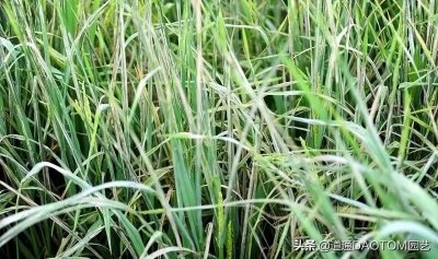 ​不可小觑的稻纵卷叶螟，要注意重点防治