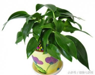 ​居家必备，绿宝石喜林芋，好看好养，又净化空气！