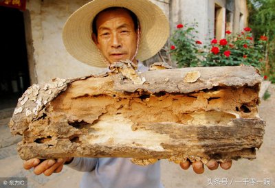 ​挖了一人高的深坑，白蚁老巢才被找到