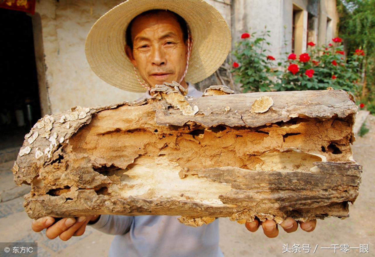 挖了一人高的深坑，白蚁老巢才被找到