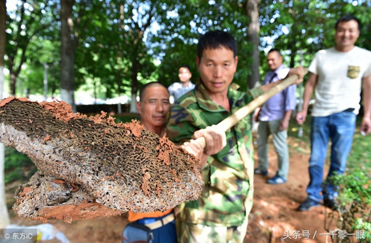 挖了一人高的深坑，白蚁老巢才被找到
