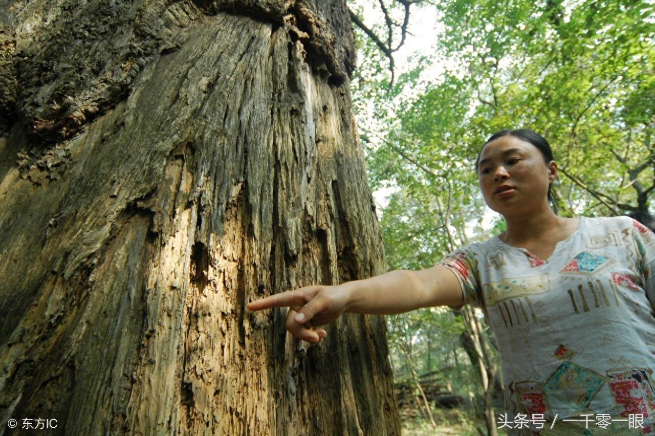 挖了一人高的深坑，白蚁老巢才被找到