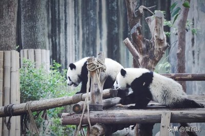 ​成都周边适合遛娃的10个好去处，你去过几个？？