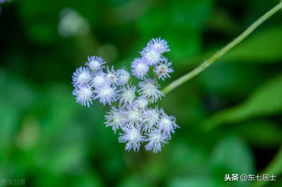 ​外来入侵物种-假臭草