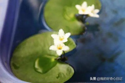 ​一叶莲 - 一叶浮生？其实和莲花没有关系哦