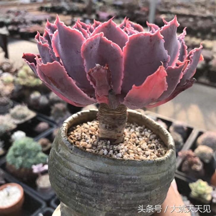 多肉百科：有一种紫叫晚霞之舞