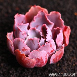​多肉百科：有一种紫叫晚霞之舞