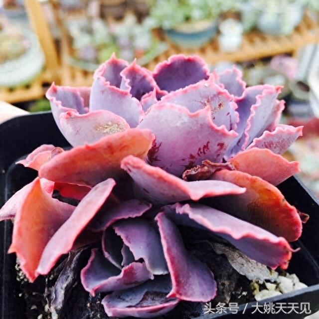 多肉百科：有一种紫叫晚霞之舞