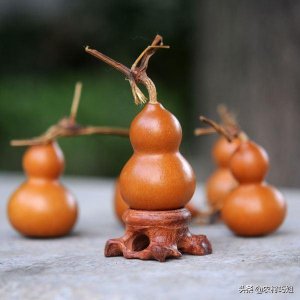​手捻葫芦怎么种植？