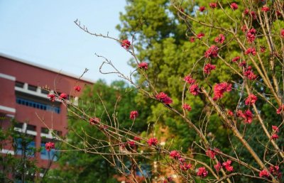 ​四川绵阳名列前茅4所知名好高中，一本过线率均超80%，你听说过吗