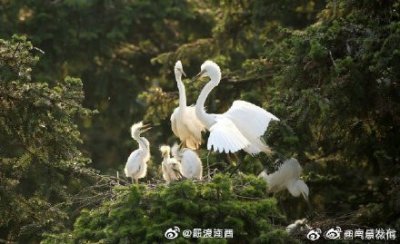 ​南昌象山森林公园鹭鸟成群 场面十分壮观