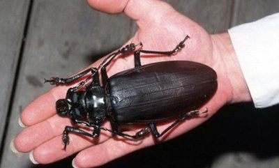 ​泰坦大天牛，能一口咬断铅笔的世界最大昆虫！