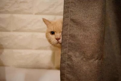​你家猫主子其实在偷偷观察你？这些细节暴露了它的真实想法