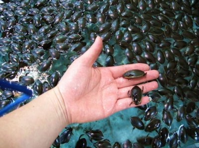 ​武汉发生“龙虱”泛滥，广东却卖到400一斤，龙虱真的能吃吗？