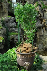 ​这5种爬藤花，家里养一盆，半年开成大花墙，而且还不伤墙