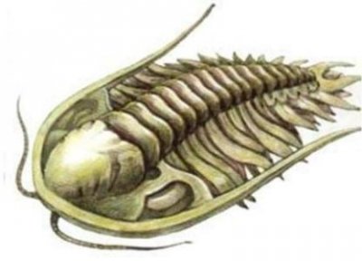 ​犀牛灭绝的真正原因角价值堪比黄金 无水能活5天