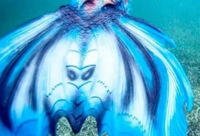​海底惊现美人鱼 照片揭开真相