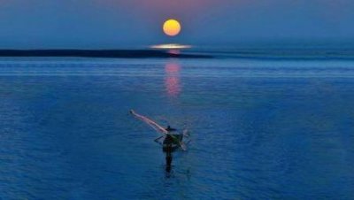 ​世界最大的十种花：大王花居第二，巨魔芋排第一