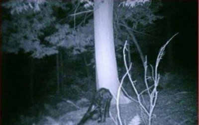 ​狐黄白柳灰五大家仙排行榜  ，五大家仙和神佛的关系