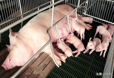 ​母猪便秘不要怕，这些解决办法帮您轻松解决