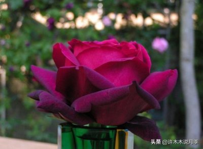 ​波尔多红酒与新华联 2016波尔多红酒多少钱