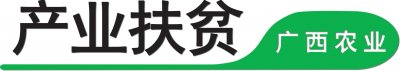 ​广西天等：小小指天椒，创业大主角，“辣”出一片天