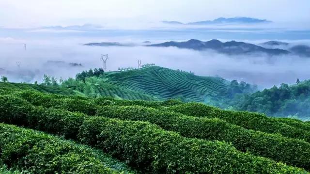 茶与健康如何正确饮茶(这篇文章把经常饮茶对健康的益处和弊端说清楚了)(14)