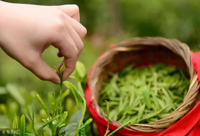 茶与健康如何正确饮茶(这篇文章把经常饮茶对健康的益处和弊端说清楚了)(15)