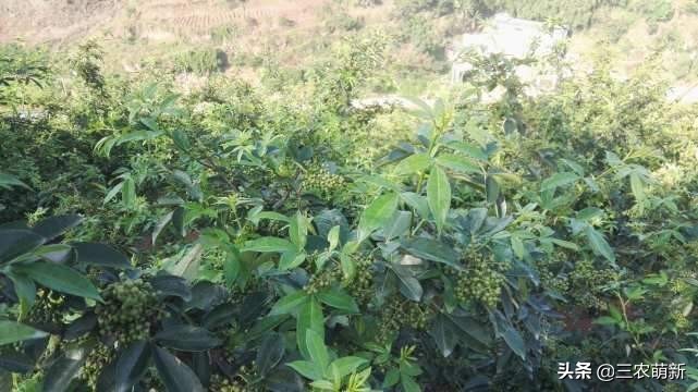 芦苇笋可以吃吗(16种不同的野菜附带图片和吃法)