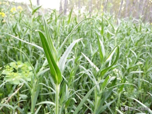 芦苇笋可以吃吗(16种不同的野菜附带图片和吃法)