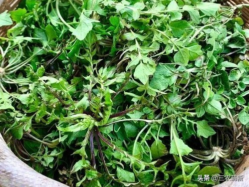 芦苇笋可以吃吗(16种不同的野菜附带图片和吃法)
