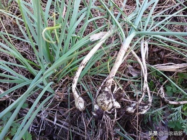 芦苇笋可以吃吗(16种不同的野菜附带图片和吃法)
