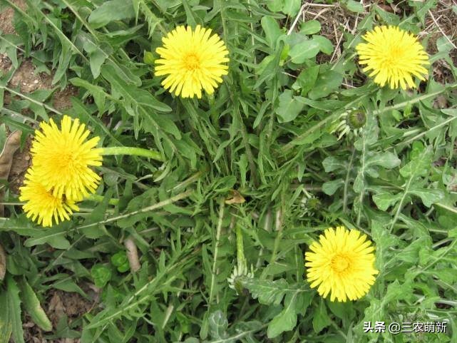 芦苇笋可以吃吗(16种不同的野菜附带图片和吃法)