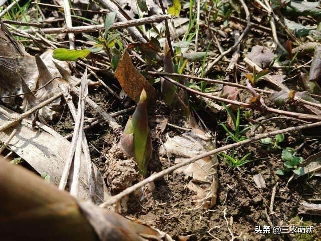 芦苇笋可以吃吗(16种不同的野菜附带图片和吃法)